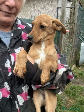 Mixed Breed dogs Lucy - North Walsham Norfolk - Advert 11