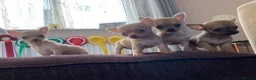 Chihuahua dogs for sale: Family pups ready may 24th  in Godstone - Advert 8