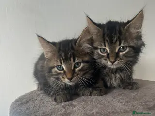 Mixed Breed cats RAGDOLL X KITTENS 💕💙 - Advert 5