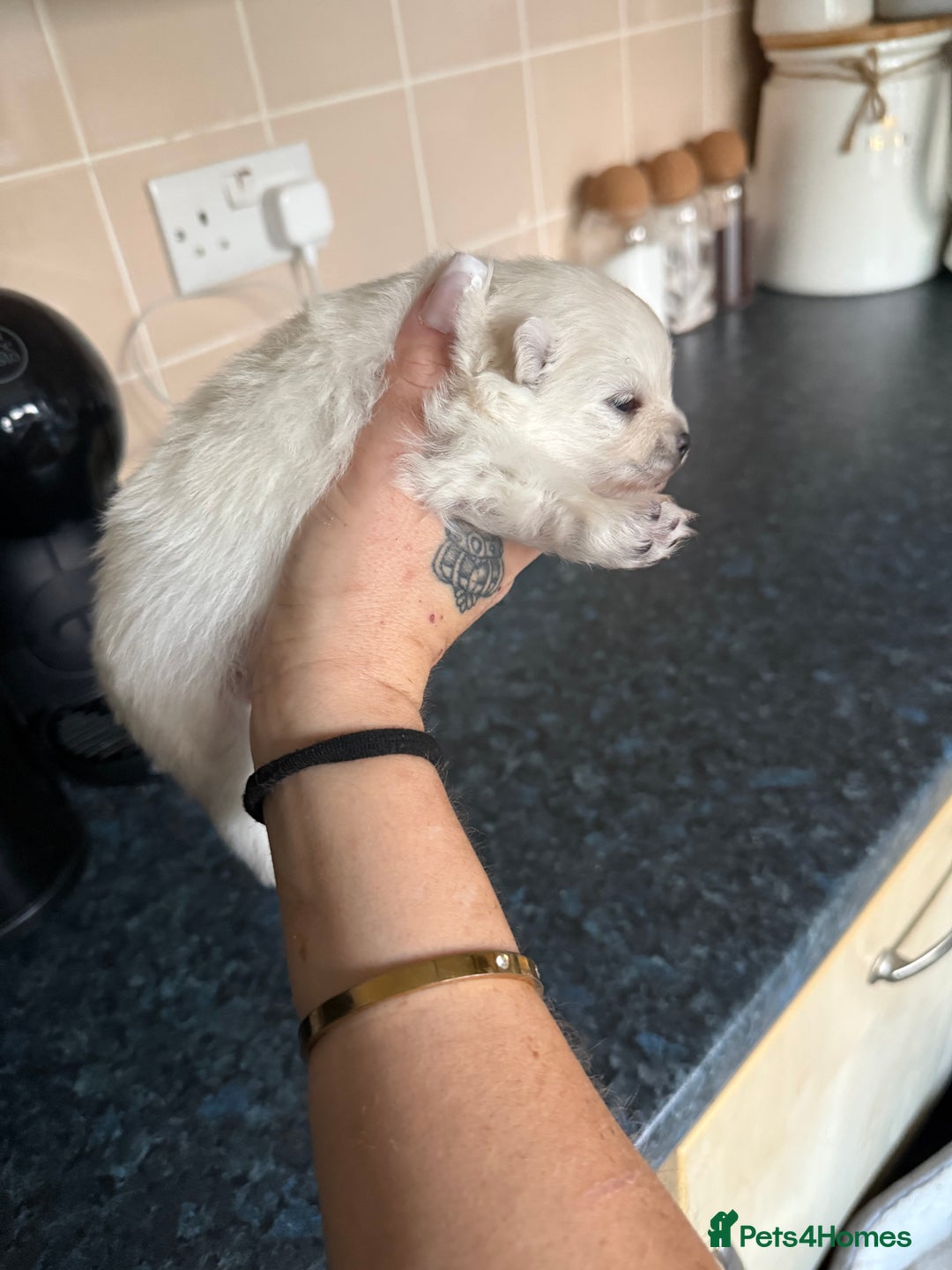 Pomeranian dogs for sale: 3 Beautiful small white Pomeranian pups  - Image 9