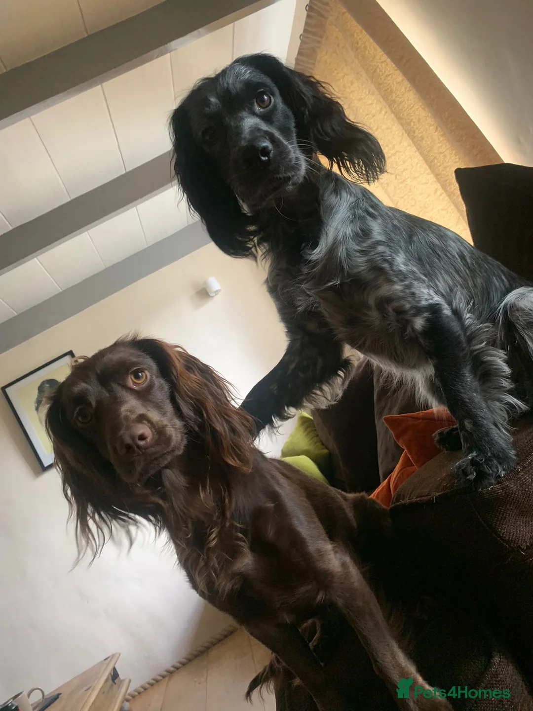 Cocker Spaniel dogs for sale: Cocker spaniel puppy’s  - Advert 1