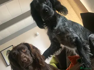 Cocker Spaniel dogs Cocker spaniel puppy’s - Advert 1