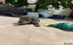 Miniature Dachshund dogs for sale: 6 Miniature dacshund puppies  - Advert 12