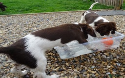 English Springer Spaniel dogs for sale: Two Gorgeous Boy English Springer Spaniel Puppies  - Image 40