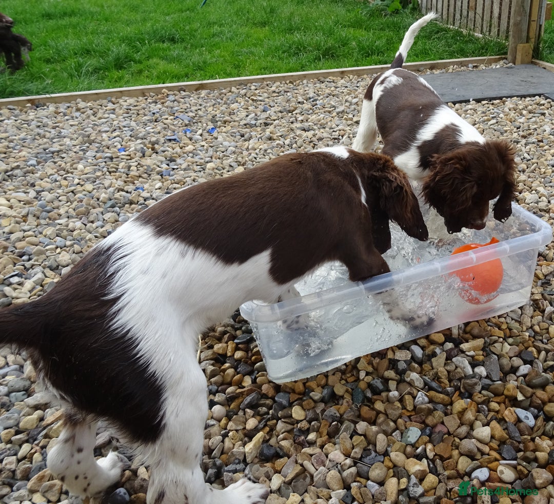 English Springer Spaniel dogs for sale: Two Gorgeous Boy English Springer Spaniel Puppies  - Image 40