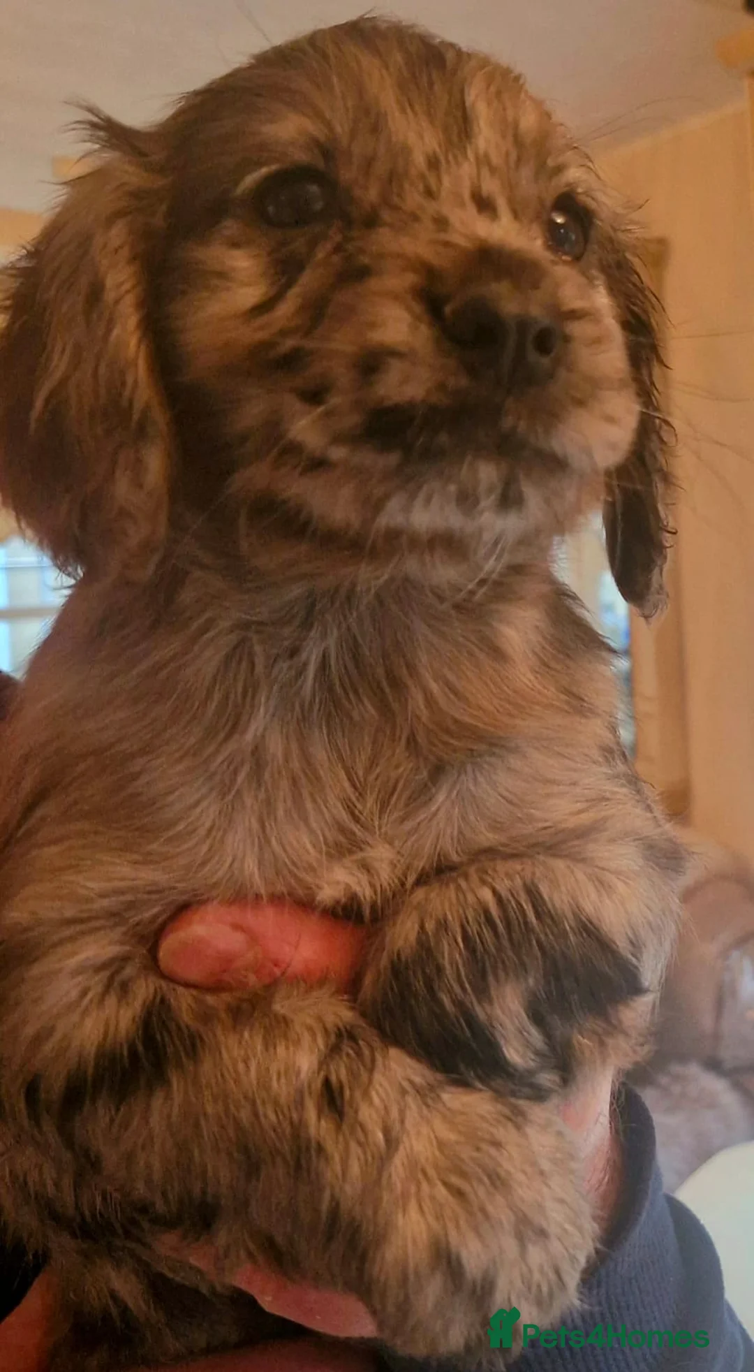 Cocker Spaniel dogs for sale: Mixed litter of Cocker Spaniel puppies  - Advert 12