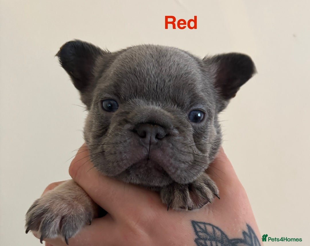 French Bulldog dogs for sale: 3 Female French bulldog puppies  - Image 16