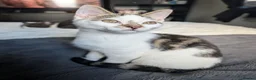 Mixed Breed cats for sale: Two beautiful kittens, looking for there home 🐾 in Peterhead - Advert 4