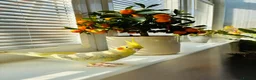 Cockatiels birds for sale: Young female Cockatiel  in Lostwithiel - Advert 2