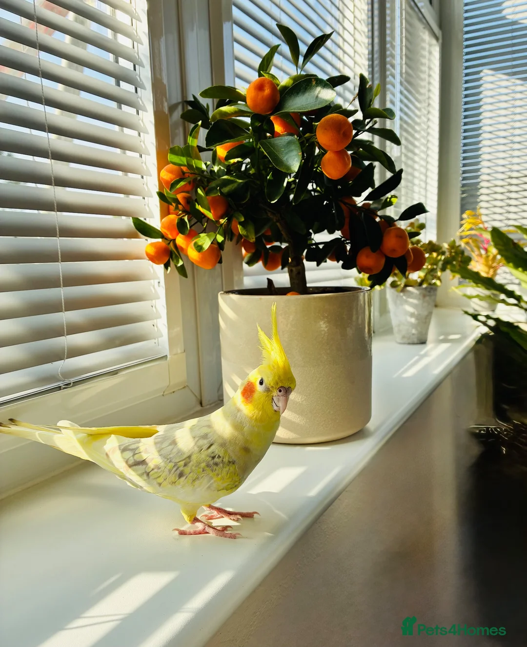 Cockatiels birds for sale: Young female Cockatiel  in Lostwithiel - Advert 2