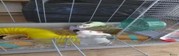 Rat rodents for sale: 2 male rats in Thetford - Advert 13