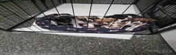 Mixed Breed dogs for sale: French bull dogs cross jack Russell  - Advert 9