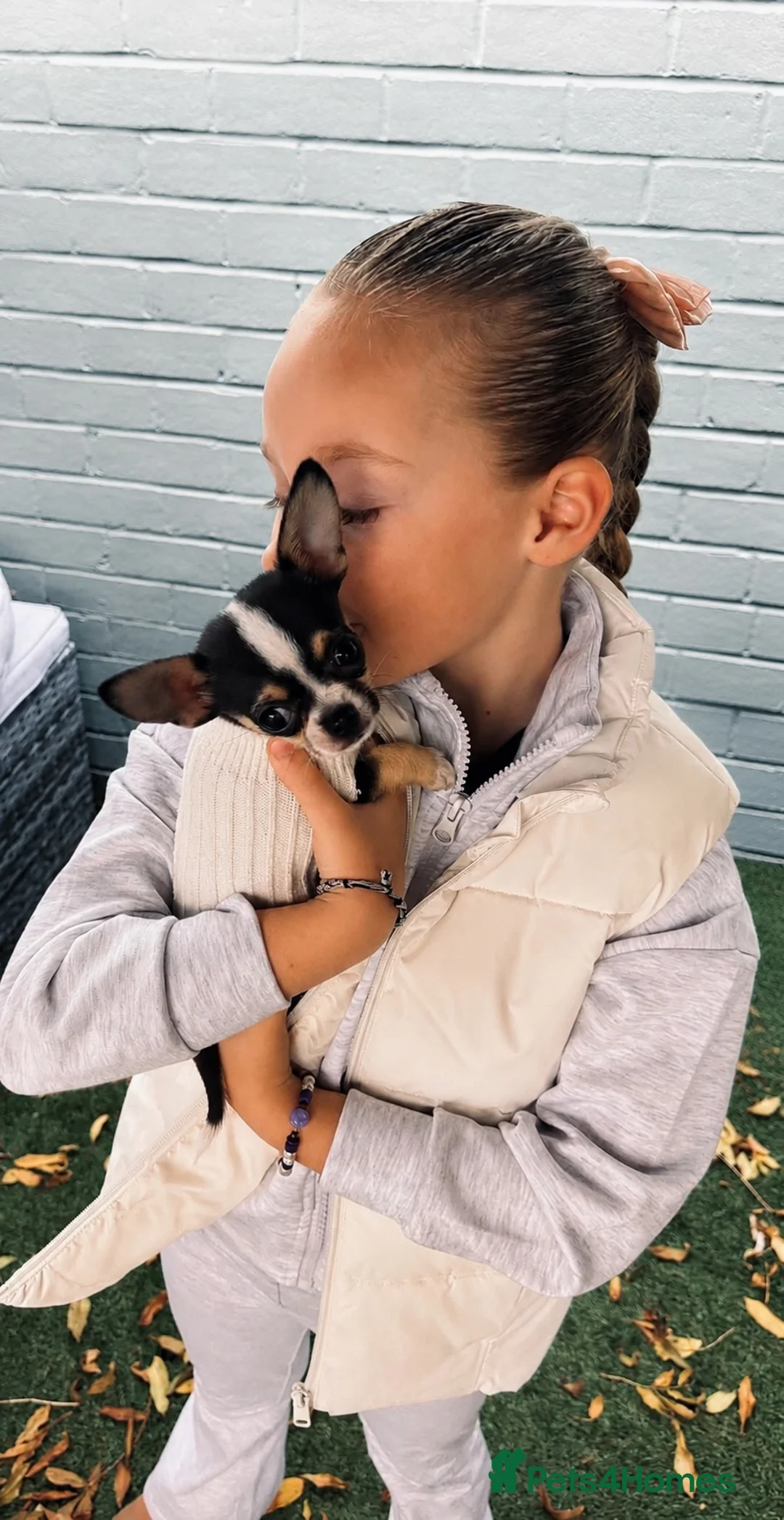 Chihuahua dogs for stud:  **  chihuahua 1.5kg stud TED in Barnsley - Advert 2