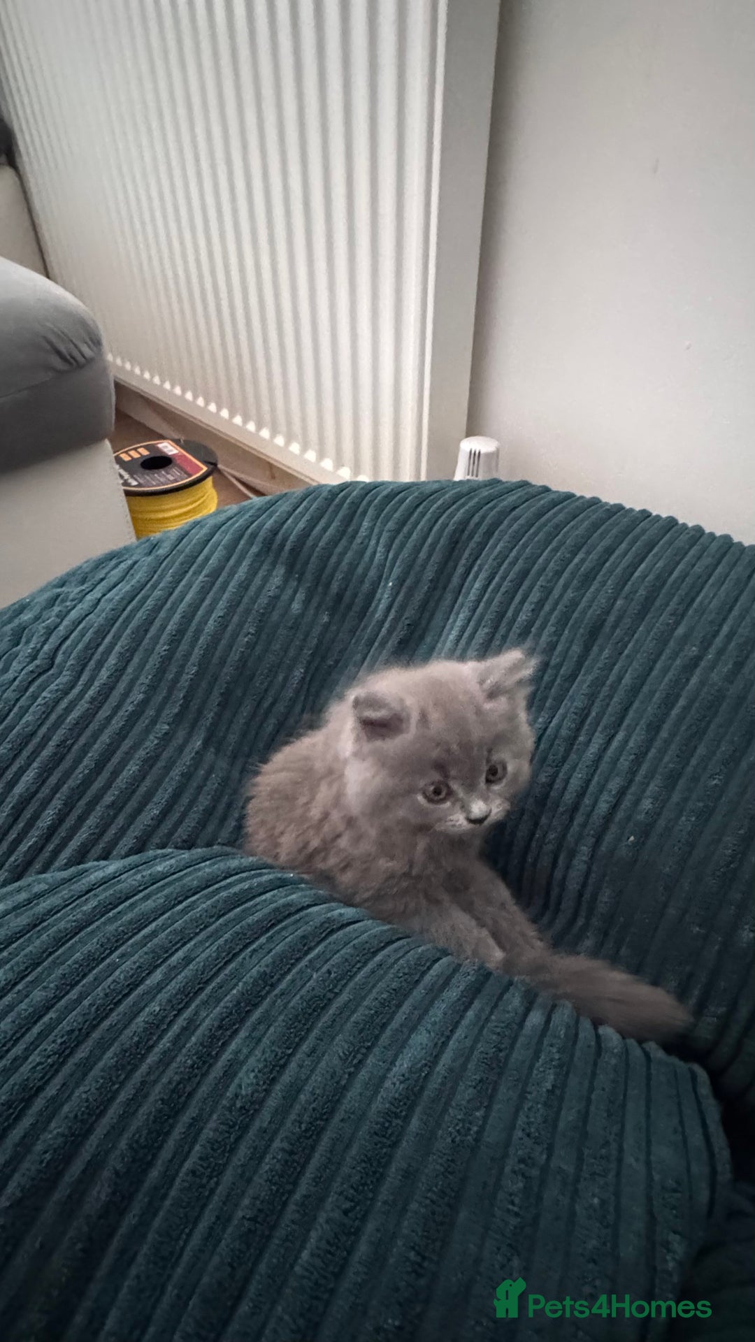 British Longhair cats for sale: British longhair ready for home in Watford - Image 24