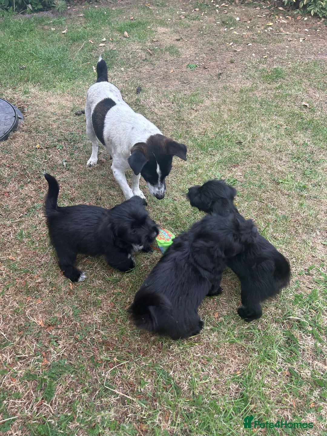 Mixed Breed dogs for sale: 3 yorkshire terrier x Jack Russell  - Image 3