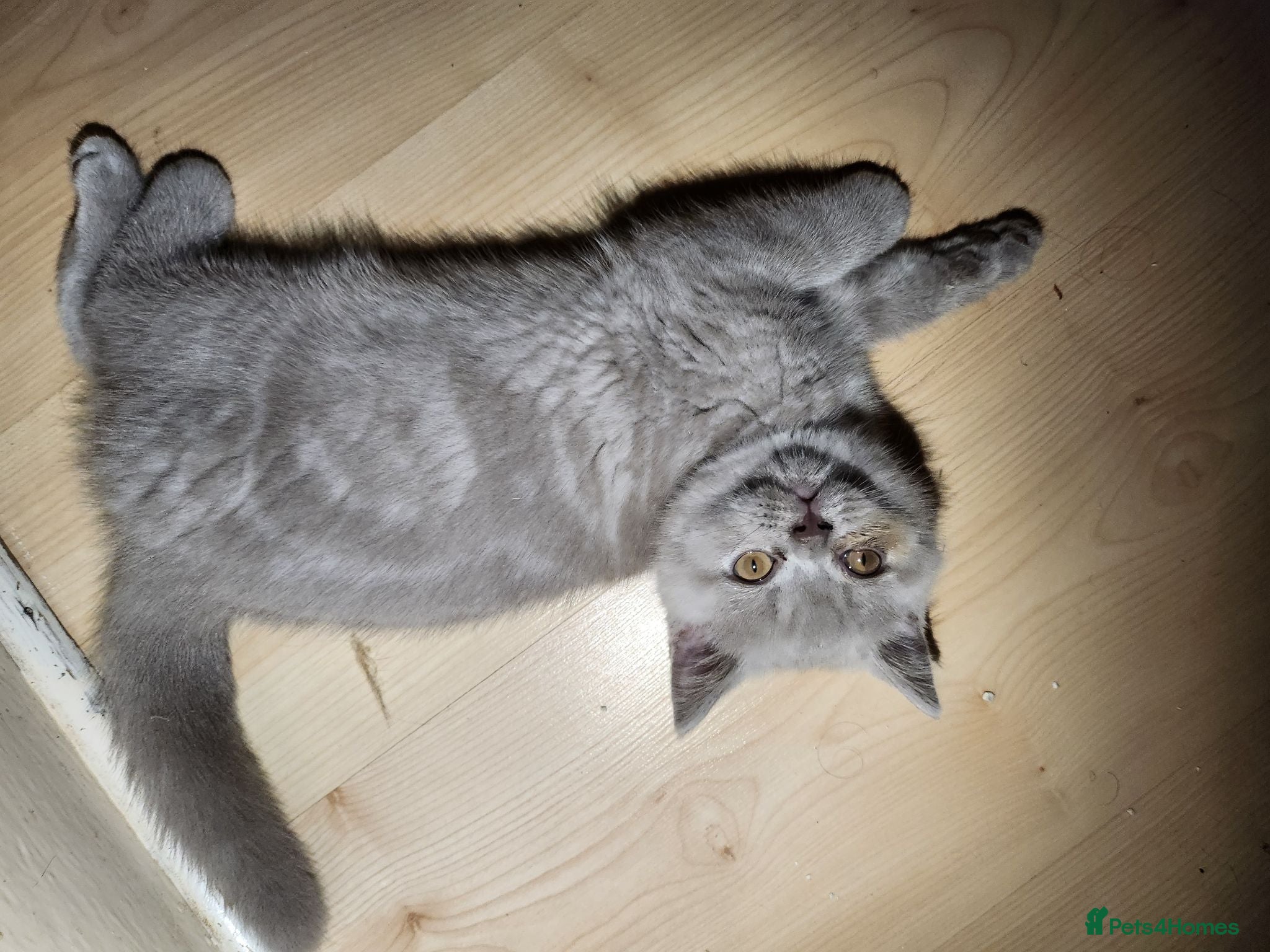 British Shorthair cats Hurry only one cream girl left   - Advert 2