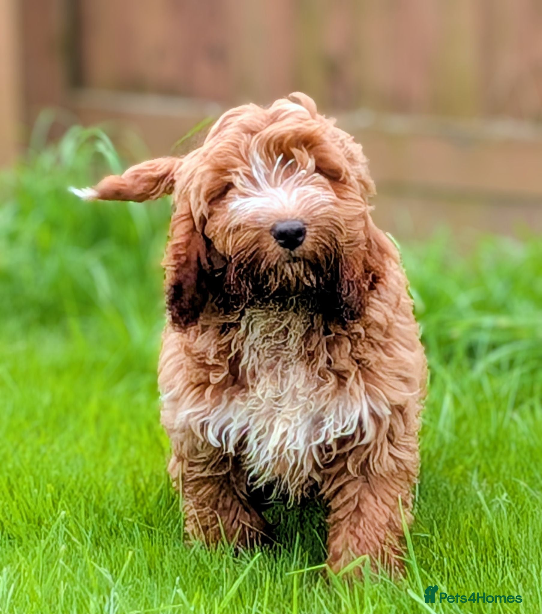 Cockapoo dogs Fully vaccinated F1 Cockapoo puppies - Advert 1