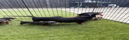 Dachshund dogs for sale: Dachshund  - Advert 6