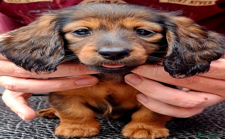 Miniature Dachshund dogs - Advert 12