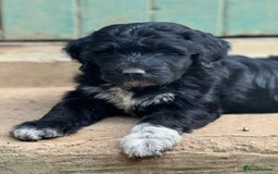 Portuguese Water Dog dogs for sale: ARTSEADOG KC registered Pure Portuguese Waterdogs - Image 32