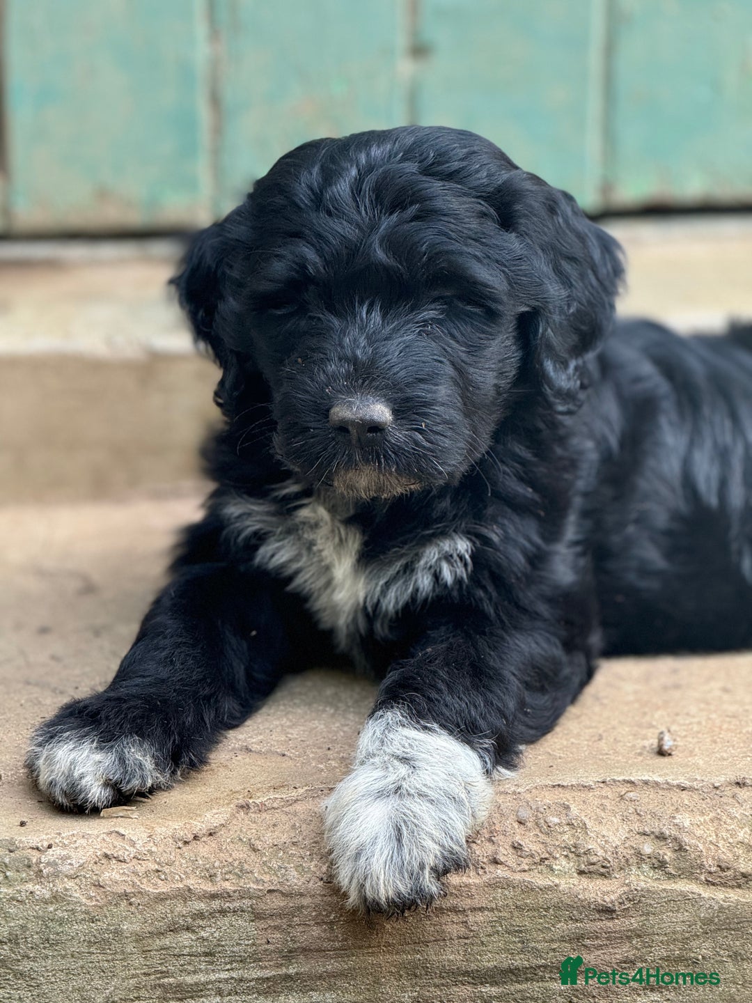 Portuguese Water Dog dogs for sale: ARTSEADOG KC registered Pure Portuguese Waterdogs - Image 32