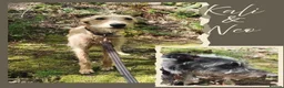 Lurcher dogs for sale: 9 beautiful Bedlington X Whippet puppies  - Advert 2
