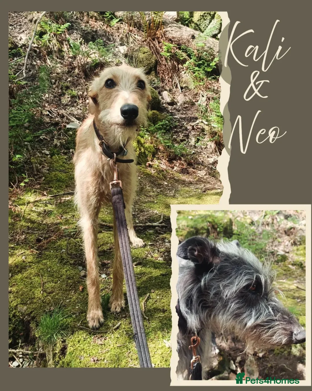 Lurcher dogs for sale: 9 beautiful Bedlington X Whippet puppies  - Advert 2