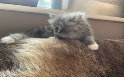Persian cats for sale: Beautiful fluffy kittens very affectionate  - Image 19