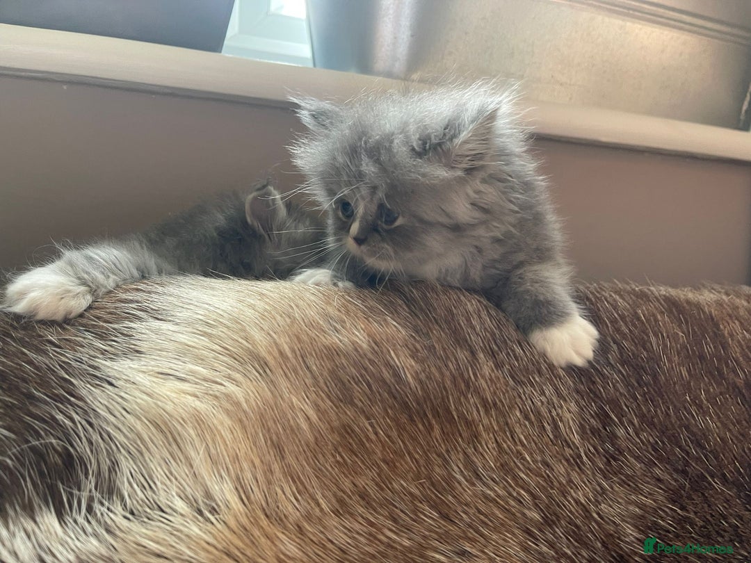 Persian cats for sale: Beautiful fluffy kittens very affectionate  - Image 19