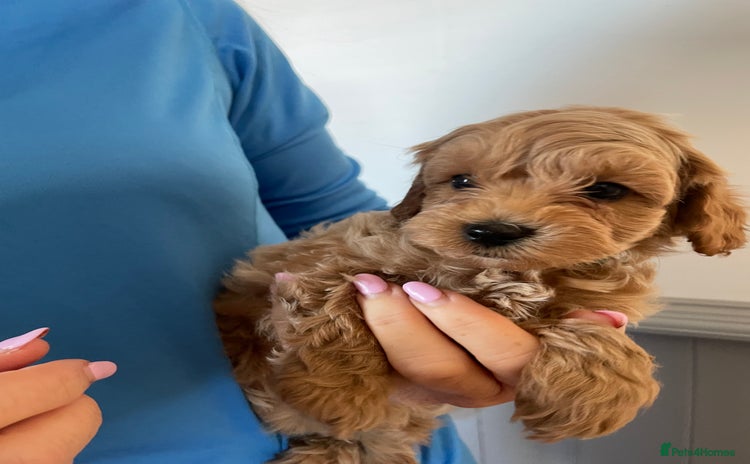 Cockapoo dogs - Advert 7