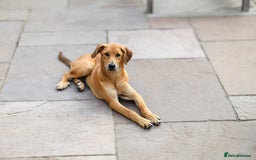 Mixed Breed dogs for adoption: Soft sweet Sophia - Image 15