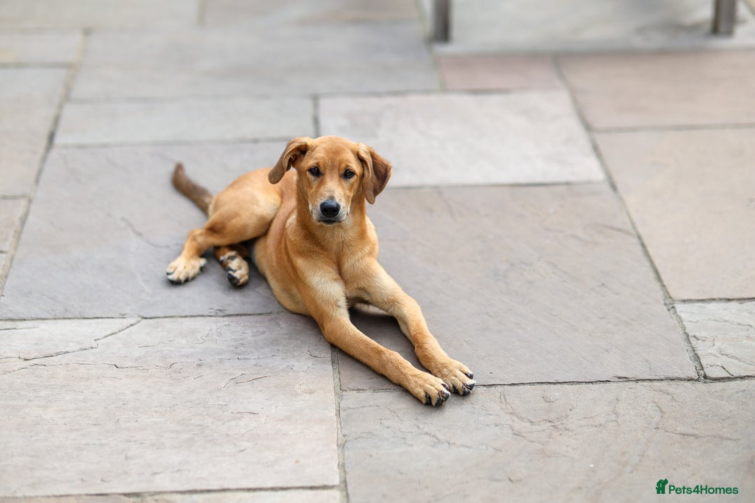 Mixed Breed dogs for adoption: Soft sweet Sophia - Image 15