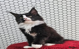 Maine Coon cats for sale: Pure breed Maine Coons Kittens  - Image 21
