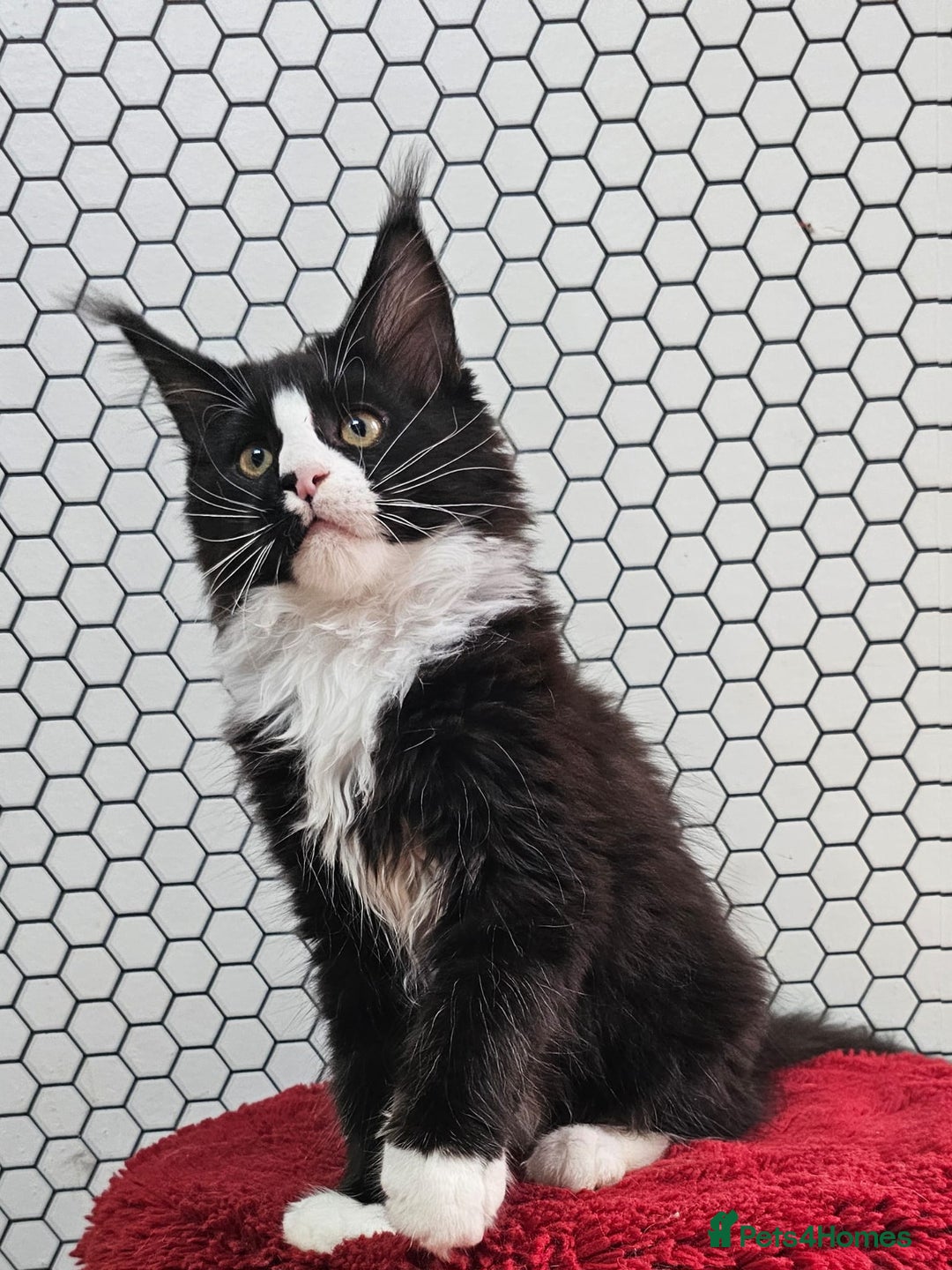 Maine Coon cats for sale: Pure breed Maine Coons Kittens  - Image 21