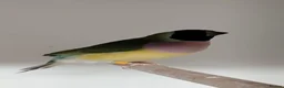 Finches birds for sale: Breeding pair Gouldian FINCHES!!!! - Advert 5
