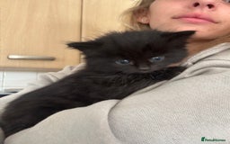 Mixed Breed cats for sale: 4 female kitten  - Image 8