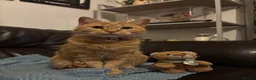 Mixed Breed cats for sale: Adorable Kittens Looking for Their Forever Homes - Advert 12