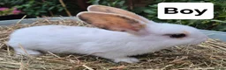 Mixed Breed rabbits for sale: 7 lovely mixed breed rabbits  - Advert 5