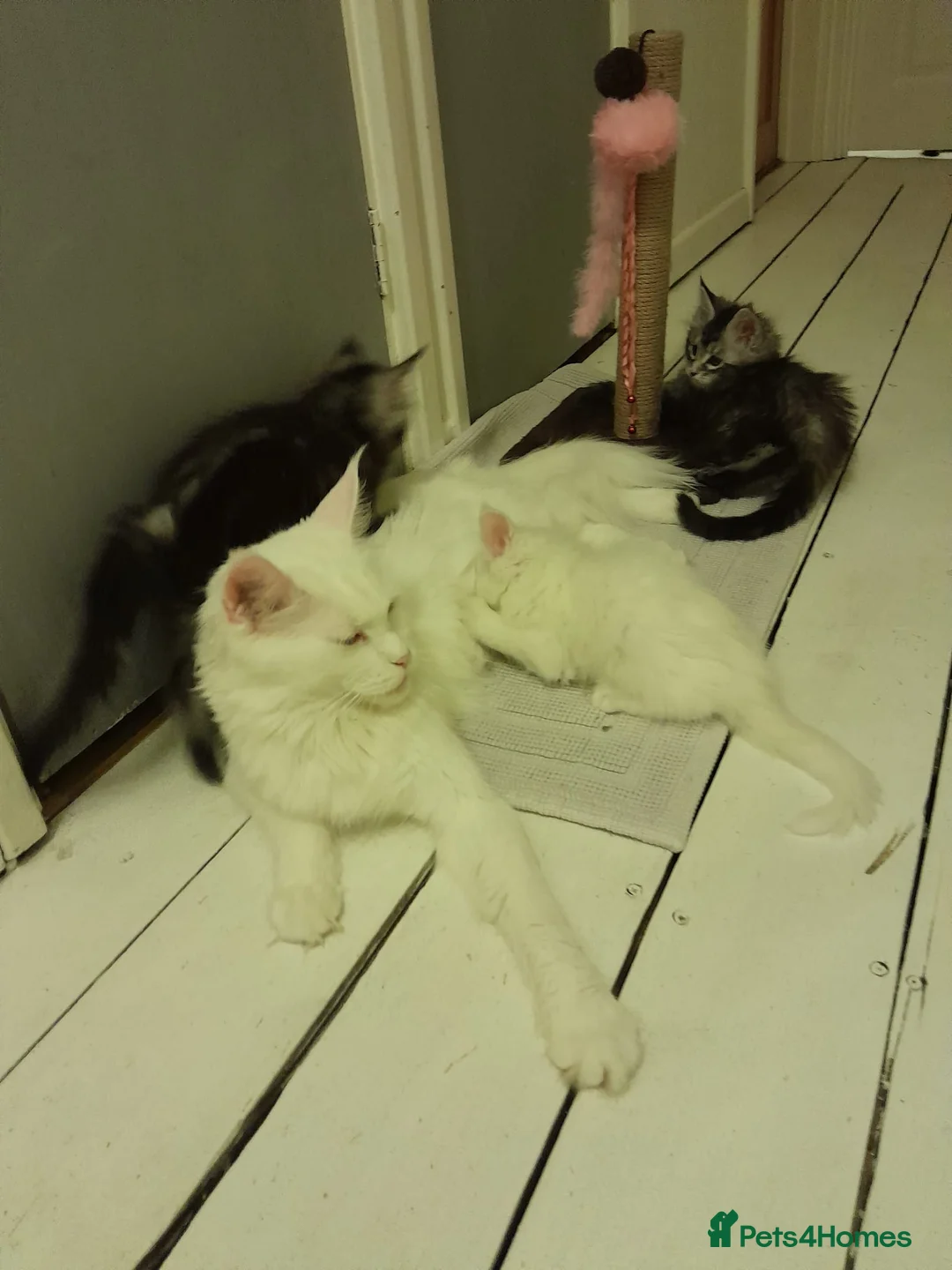 Maine Coon cats for sale: 2 solid blue&solid white Maine coon girls TICA - Advert 11