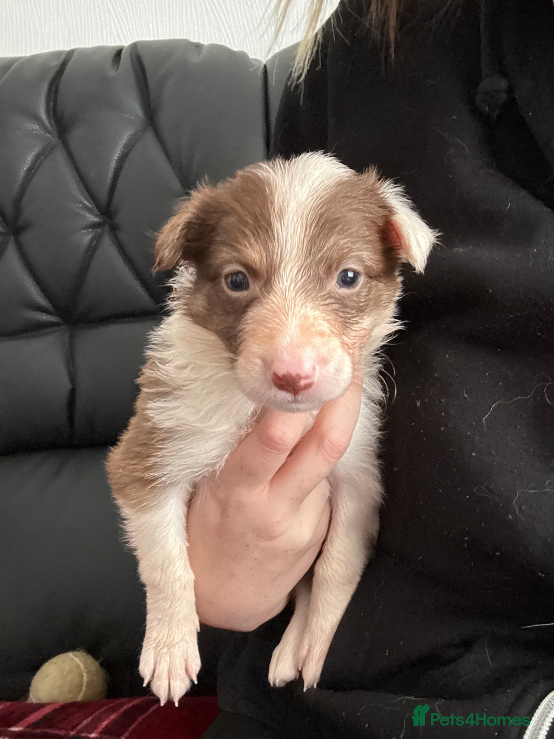Border Collie dogs for sale: Boarder collie puppies  - Image 11
