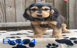 Cocker Spaniel dogs for sale: Cocker spaniel puppies - Image 9