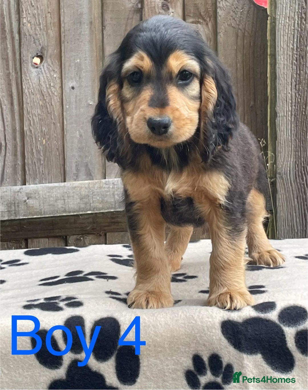 Cocker Spaniel dogs for sale: Cocker spaniel puppies - Image 9
