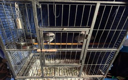 Parrots birds for sale: 2 African grey parrots  - Image 4