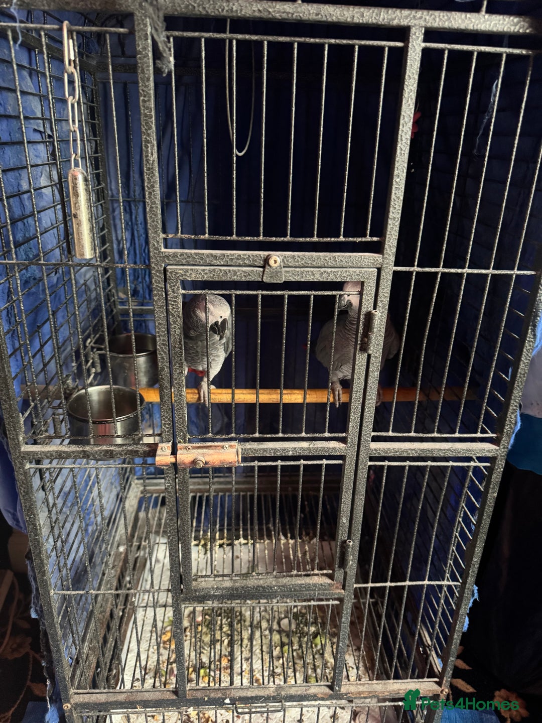 Parrots birds for sale: 2 African grey parrots  - Image 4