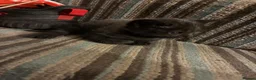 Mixed Breed cats for sale: Grey Kittens - Advert 5