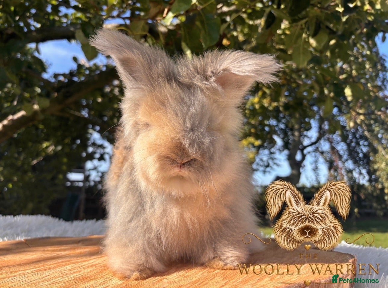 Angora rabbits Fully Vaccinated Pedigree English Angoras  - Advert 1