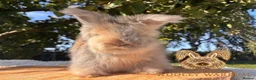Angora rabbits for sale: Fully Vaccinated Pedigree English Angoras  - Advert 1