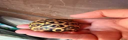 Tortoise reptiles for sale: Indian star tortoise  - Advert 10
