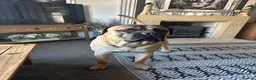 Bullmastiff dogs for stud: Bullmastiff to stud  in Immingham - Advert 9