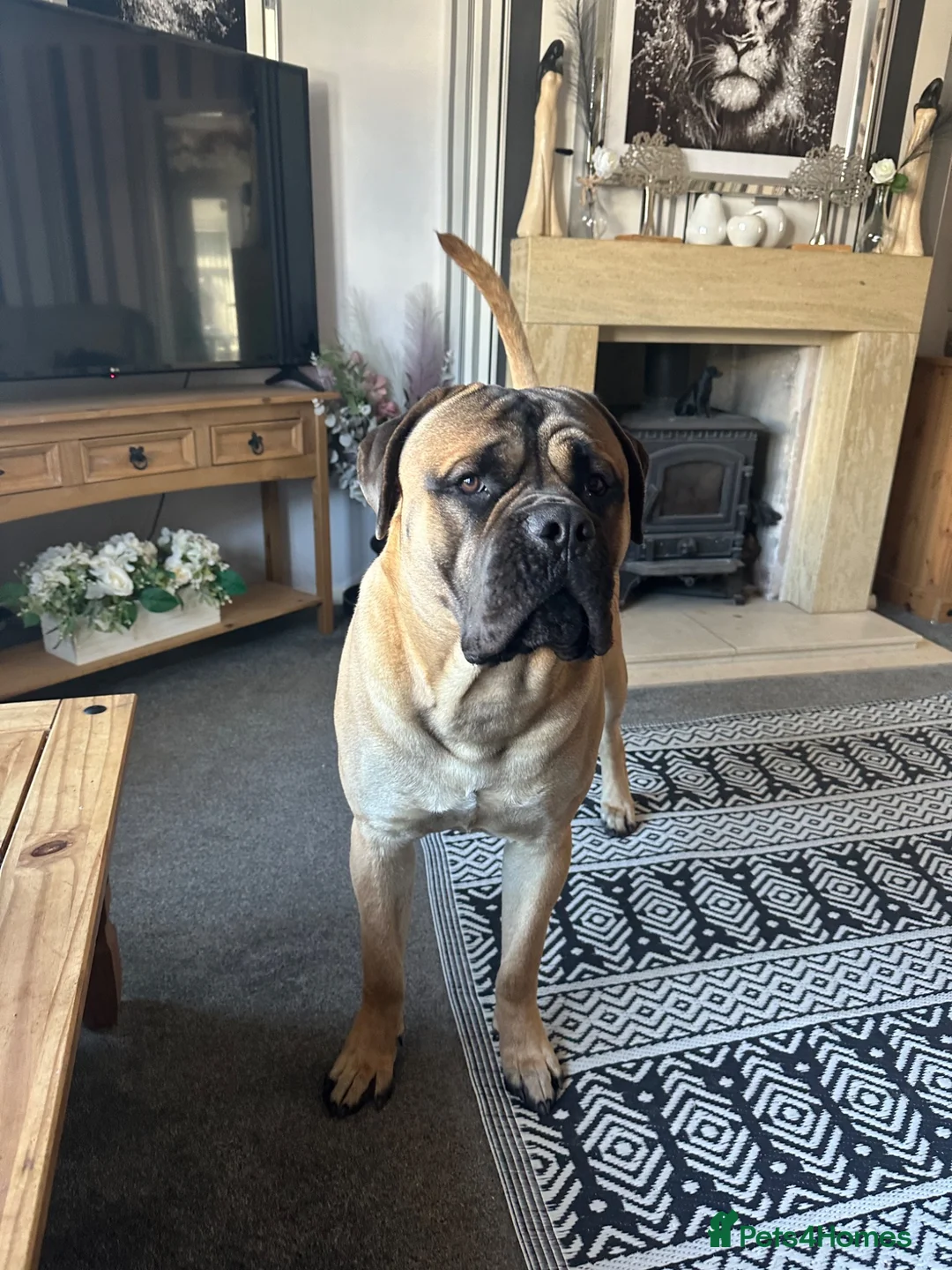 Bullmastiff dogs for stud: Bullmastiff to stud  in Immingham - Advert 9